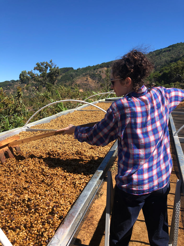Costa Rica  Hacienda San Isidro Labrador Geisha (60g)