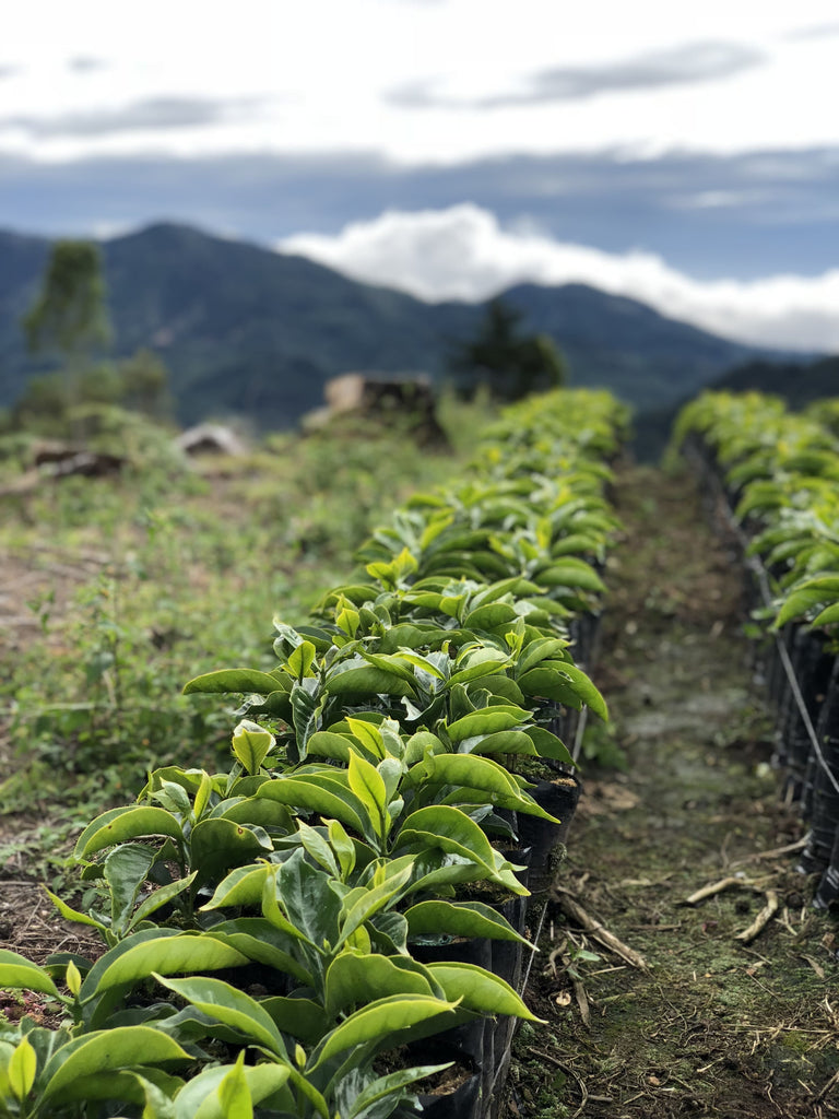 Costa Rica  Hacienda San Isidro Labrador Geisha (60g)