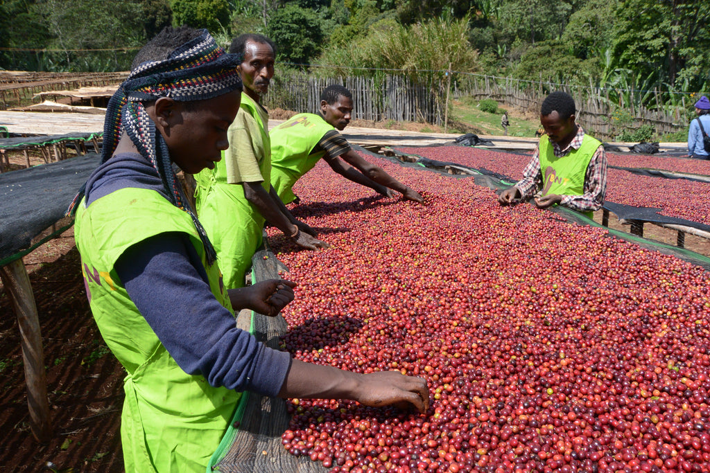 ETHIOPIA Worka Sakaro (N)