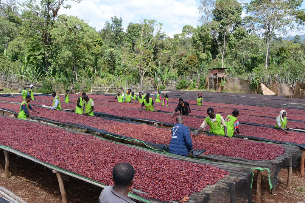 ETHIOPIA Worka Sakaro (N)
