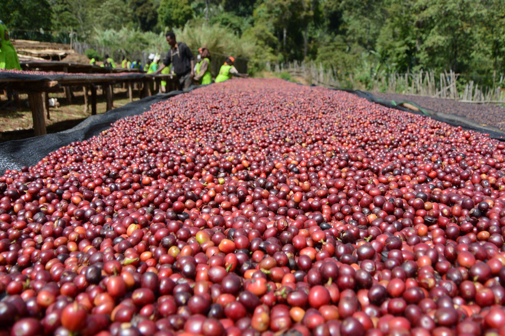 ETHIOPIA Worka Sakaro (N)