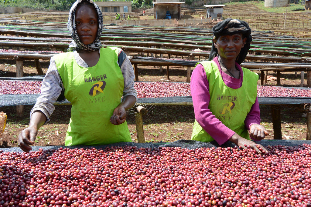 ETHIOPIA Worka Sakaro (N)