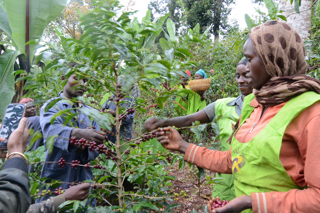 ETHIOPIA Worka Sakaro (N)