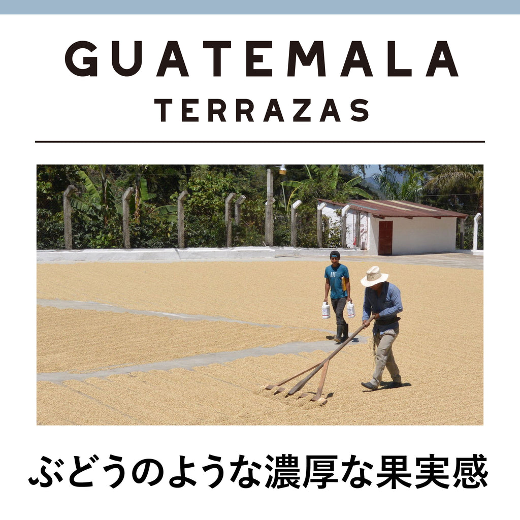 GUATEMALA Terrazas </br><small>グァテマラ　テラザス農園  深煎り</small>