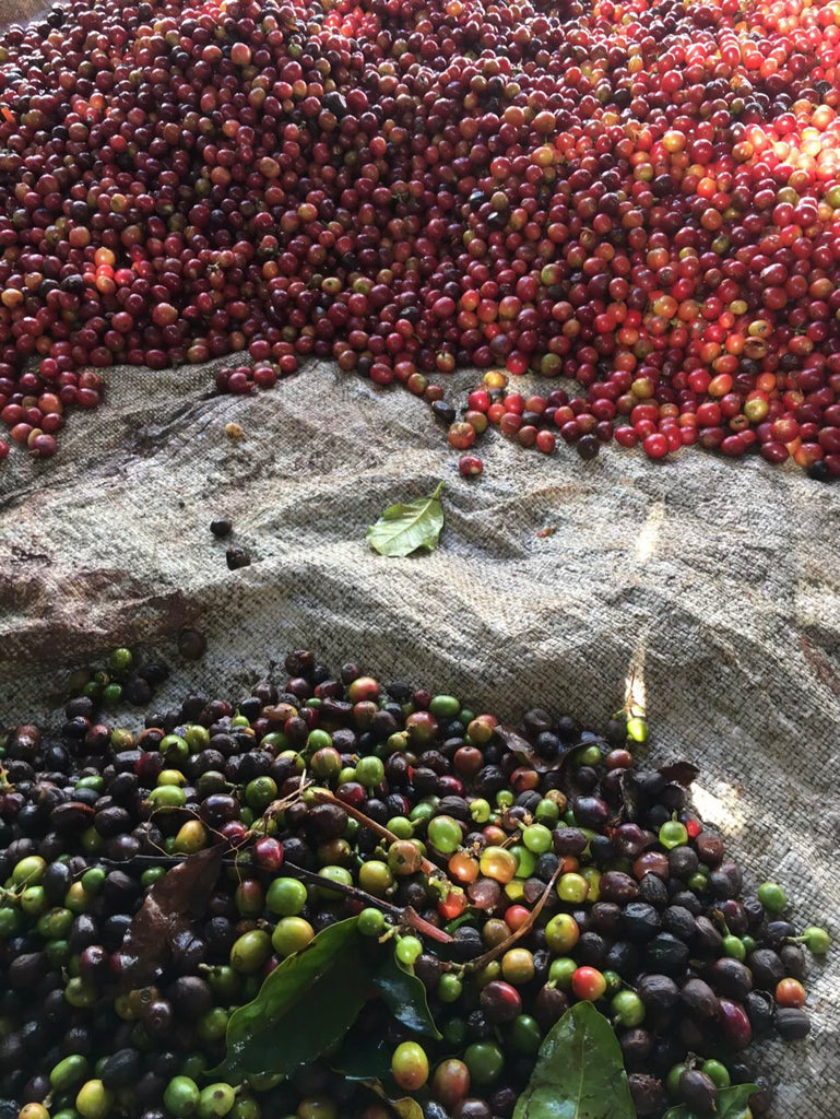KENYA Karimikui Washed