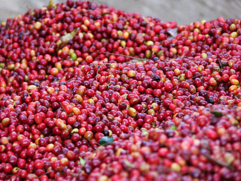 PAPUA NEW GUINEA Colbran