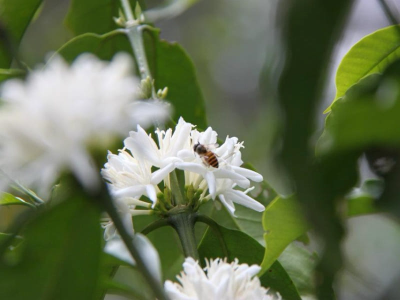 PAPUA NEW GUINEA Colbran