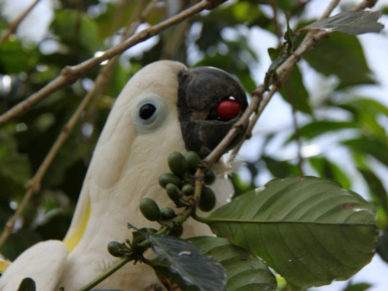 PAPUA NEW GUINEA Colbran