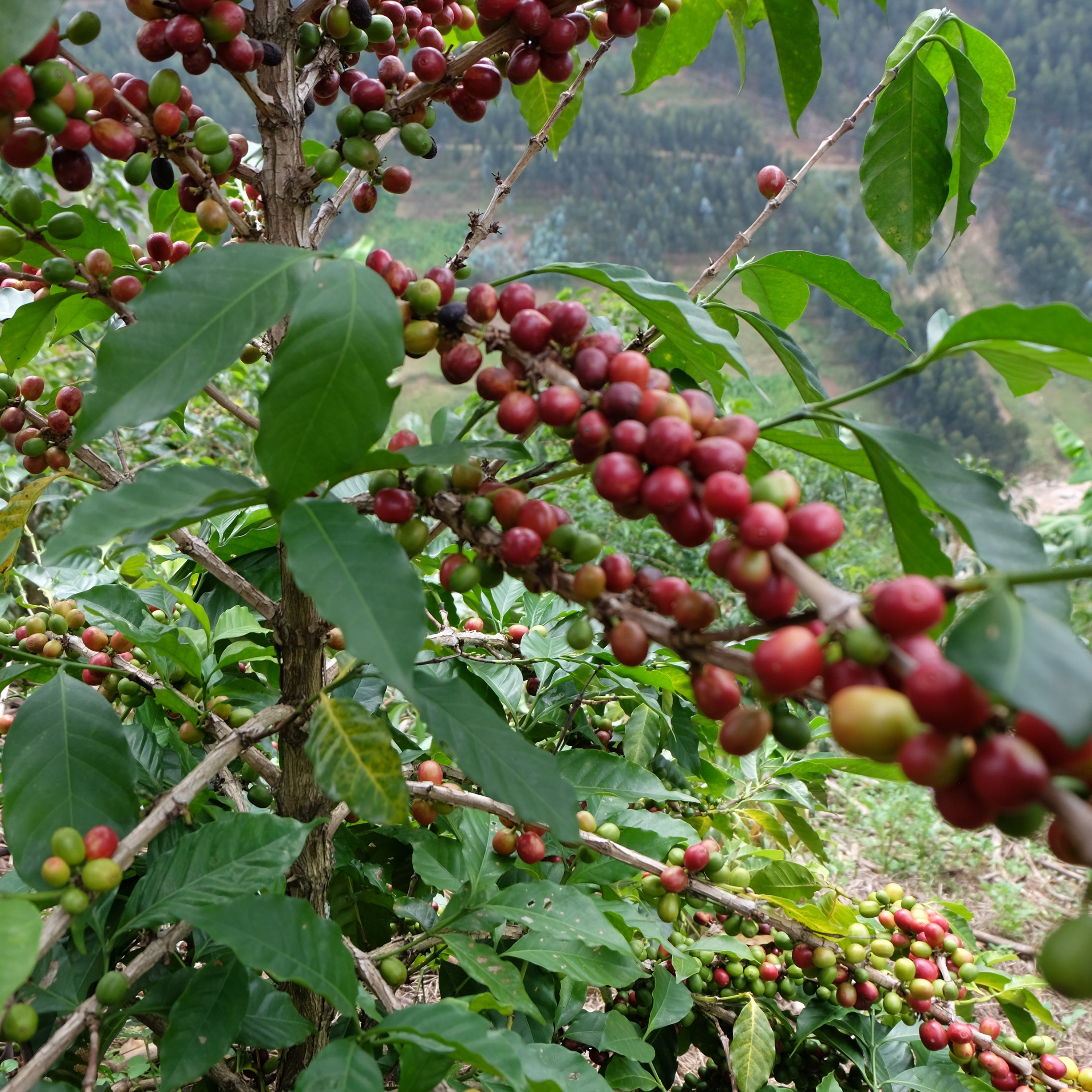 ONSAYA COFFEE | ルワンダ 岡山スペシャルティコーヒー豆 / 通販