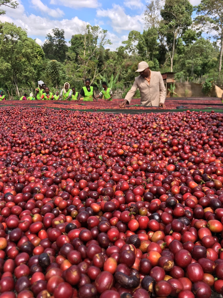 ETHIOPIA Aricha Natural