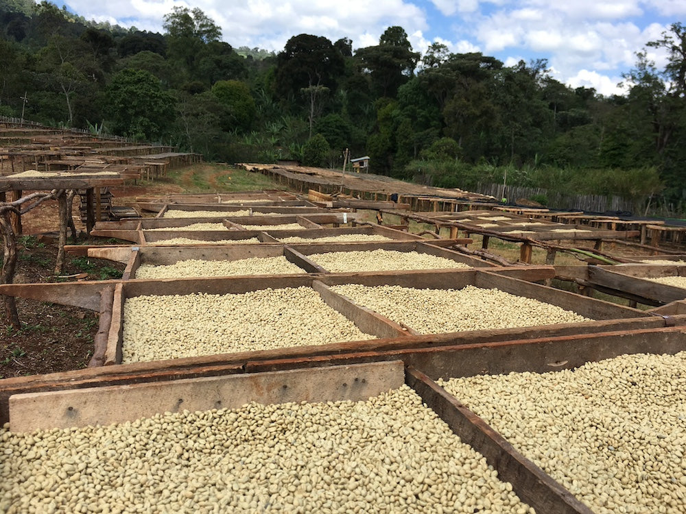 ETHIOPIA Aricha Natural