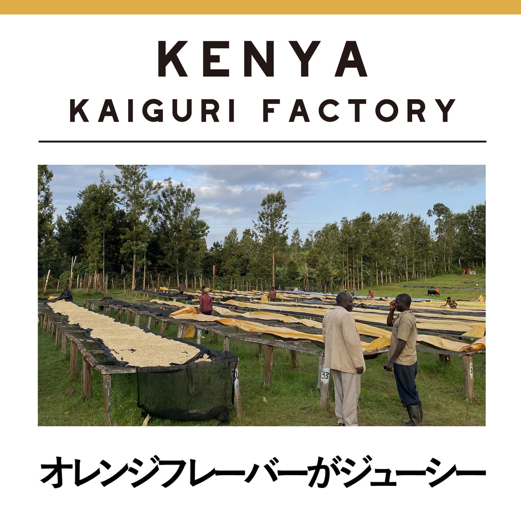 KENYA Kaiguri Factory</br><small>ケニア　カイグリファクトリー 浅煎り</small>